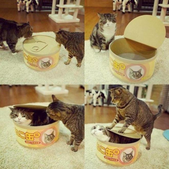 Chat dans la boite (bis)