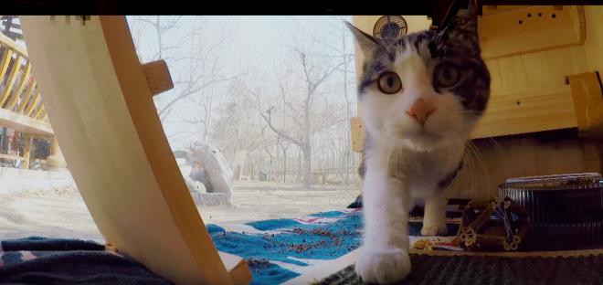 Le chat est d&eacute;brouillard