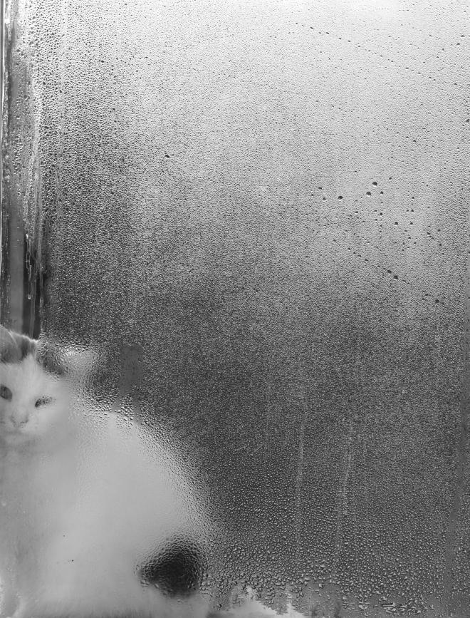 Cet amour pour l'eau