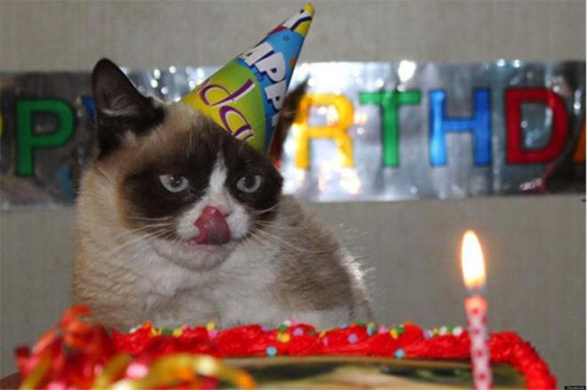 Chats les plus vieux