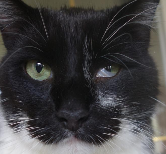 La troisi&egrave;me paupi&egrave;re est visible