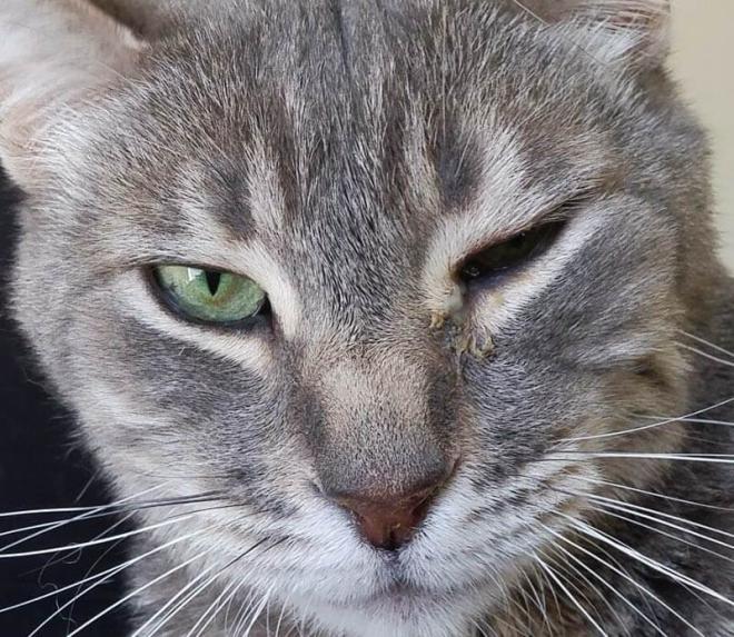 Les yeux enfl&eacute;s