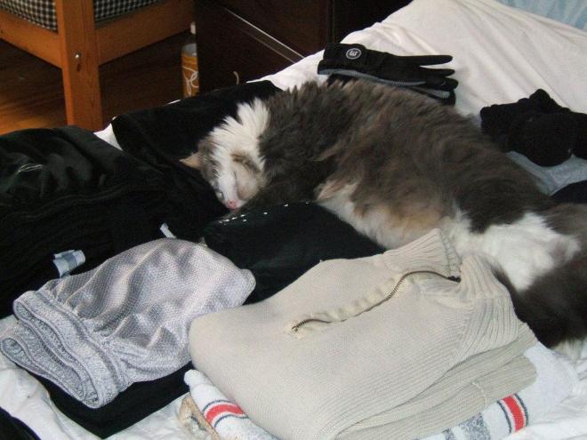 Dormir sur les v&ecirc;tements de son ma&icirc;tre