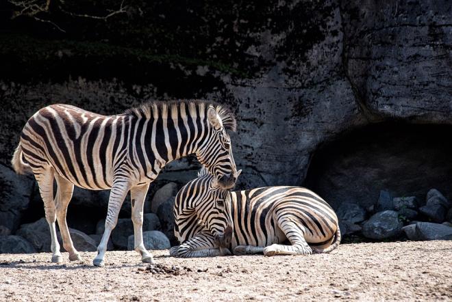 Sobre as sa&iacute;das ao zoo