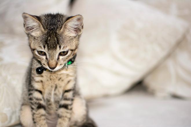 Le chat peut briser un couple