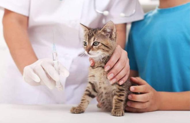 Il est capable d'annuler une visite chez le v&eacute;t&eacute;rinaire