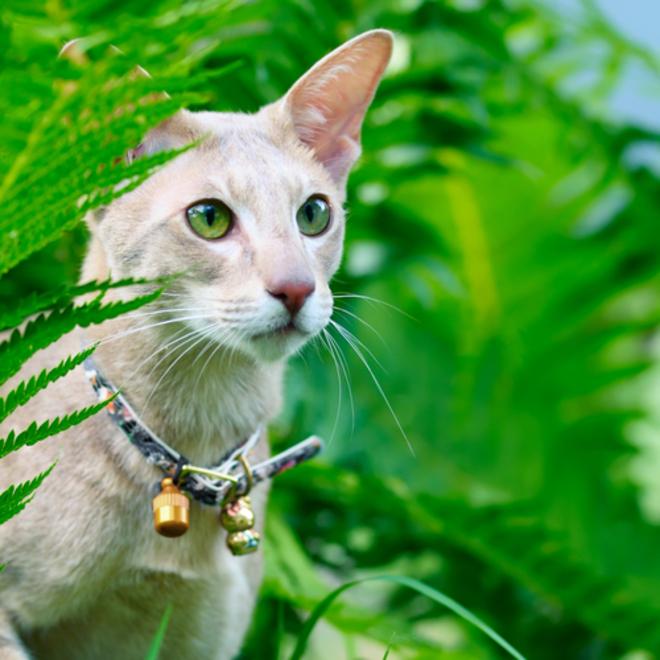 Un probl&egrave;me esth&eacute;tique