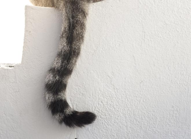 Il parle avec sa queue