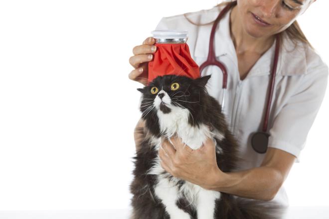 Poches anti-douleurs au frais