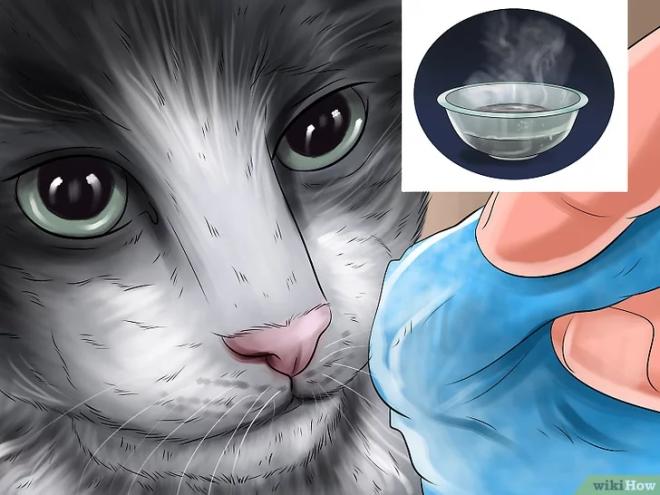 Nettoyer le visage du chat