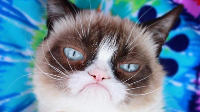 Grumpy le chat boudeur