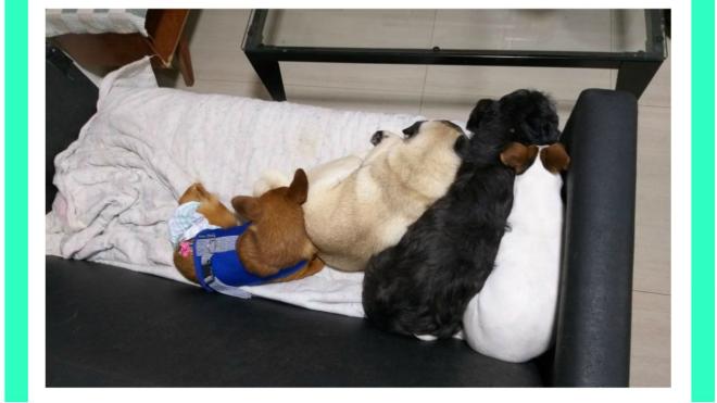 Sinais de afeto e aprova&ccedil;&atilde;o