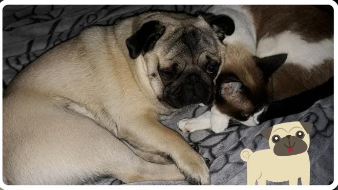 As lambidas e as bact&eacute;rias