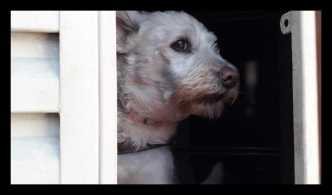 A lambida como forma de comunica&ccedil;&atilde;o