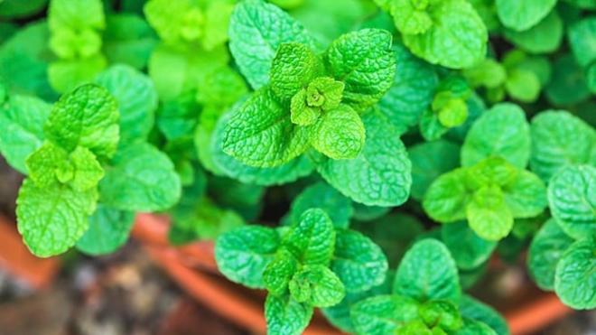 Calma la irritaci&oacute;n de la piel