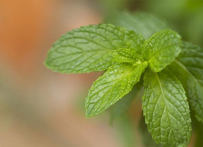 Combate el mal aliento 