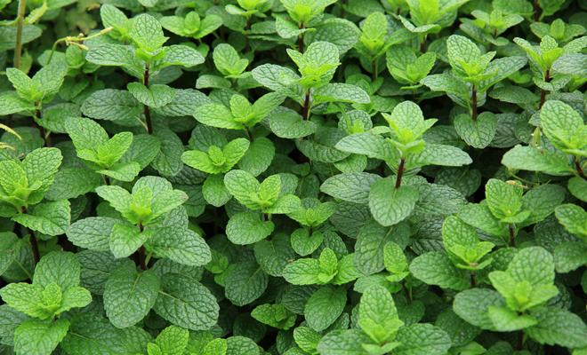 Alivia los dolores de cabeza