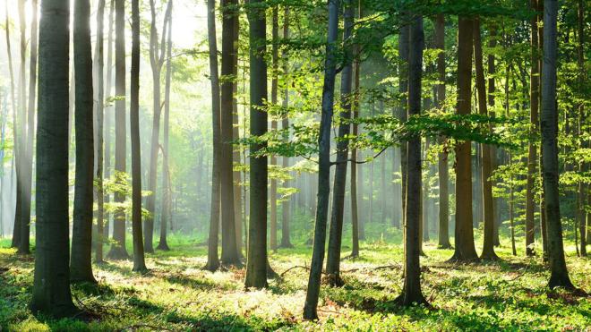 Eviter de marcher dans les sous-bois et hautes herbes pendant les p&eacute;riodes &agrave; risques 