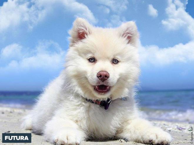 V&eacute;rifier bien apr&egrave;s chaque balade votre corps et celui de votre chien