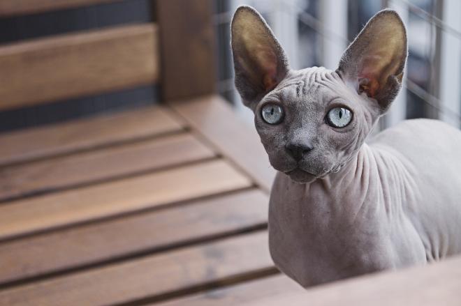 Chat: Le sphynx