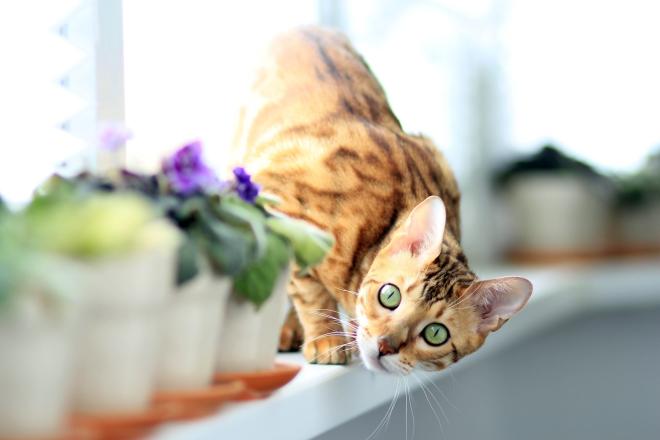 Chat: le bengal