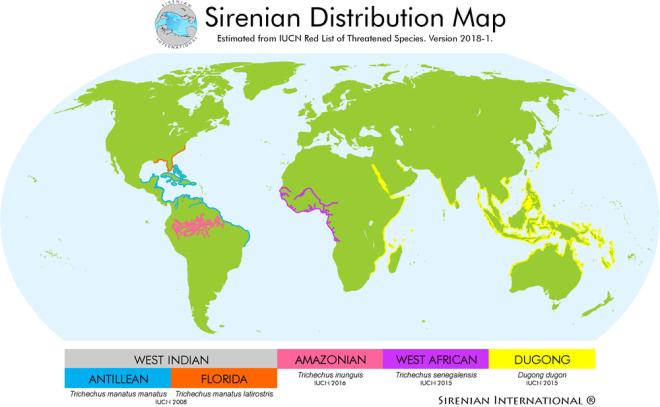 Esistono tre specie di lamantini
