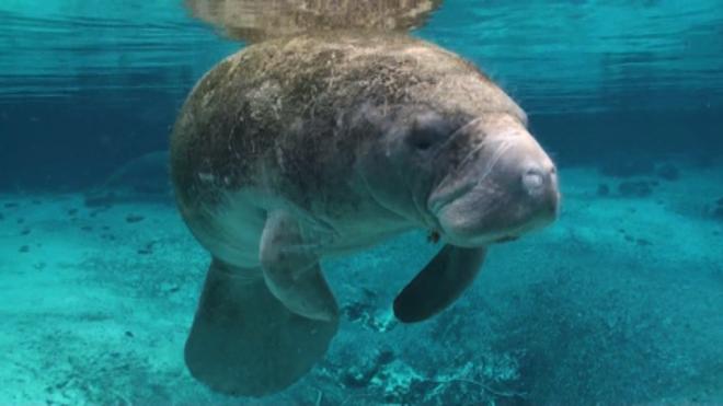 Hanno un udito molto sviluppato