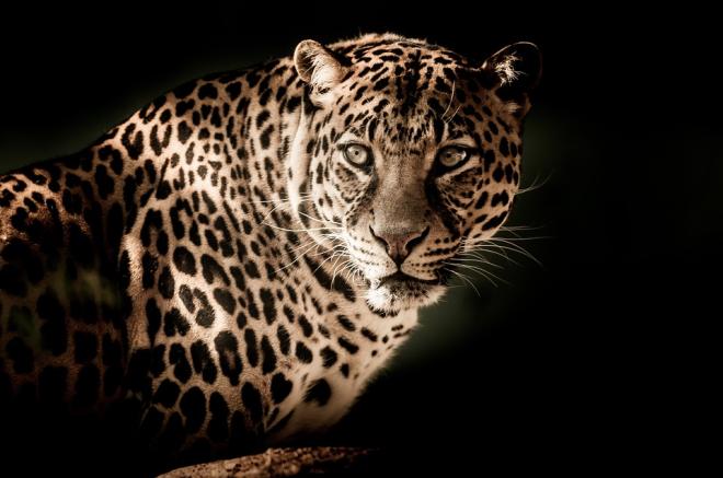 Leopardo (mam&iacute;fero)