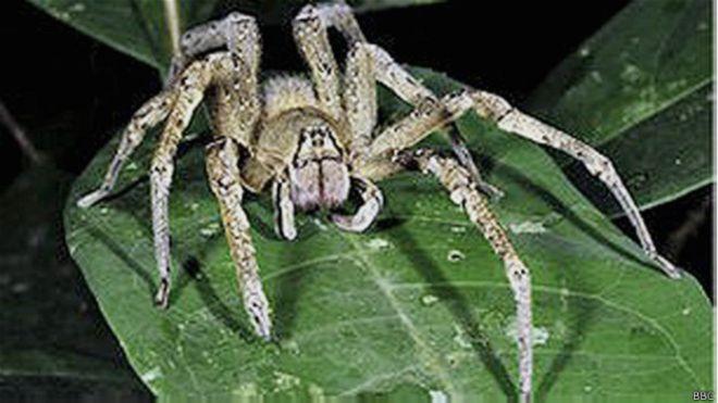 Aranha armadeira (aracn&iacute;deo)