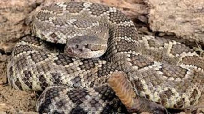 V&iacute;bora-tapete (r&eacute;ptil)