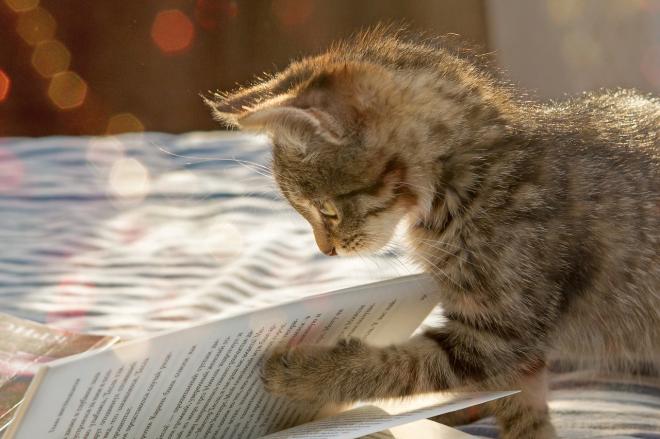 Les fils &eacute;lectriques