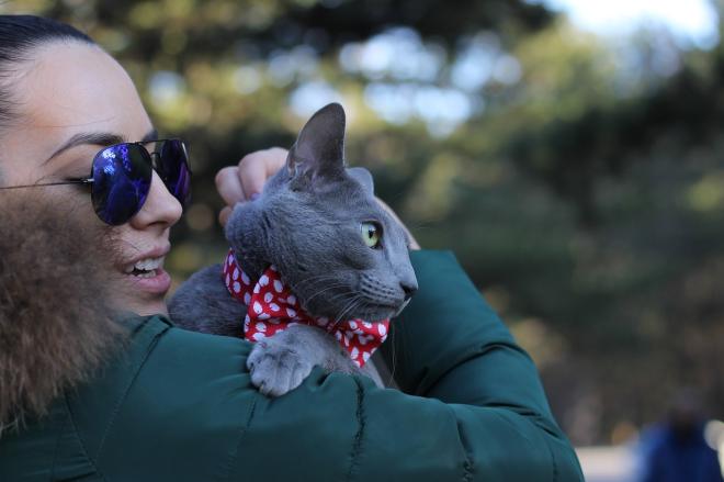 Le chat cherche le contact