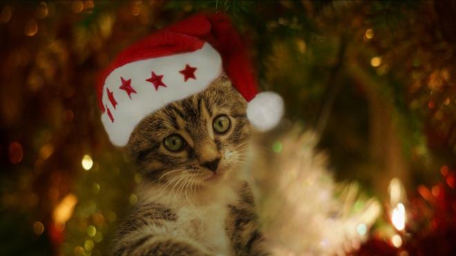 Un espace d&eacute;di&eacute; au chat pr&egrave;s du sapin