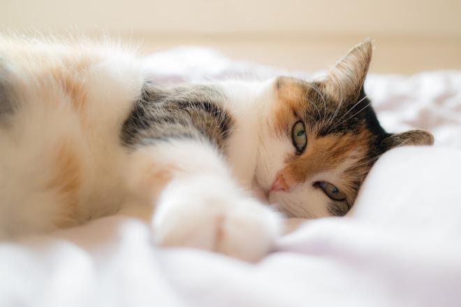 Chat : il ne perturbera pas votre sommeil