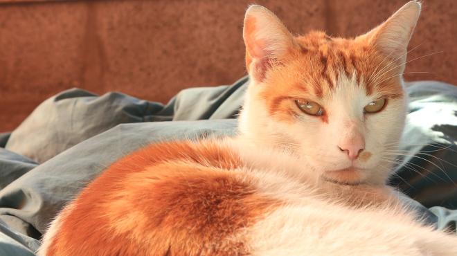 Le chat d&eacute;posera ses poils 