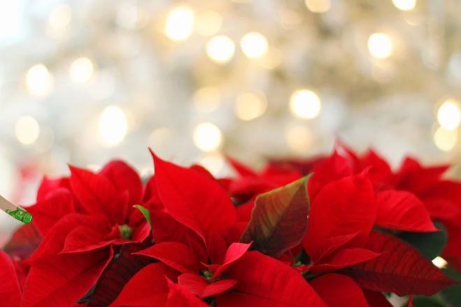 Auguri di Natale alla sorella preferita