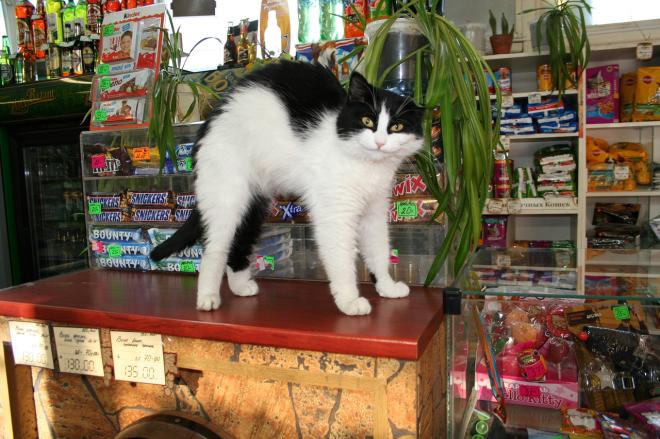 Conditionner son chat