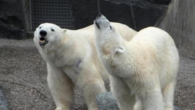Il cibo dell'orso bianco