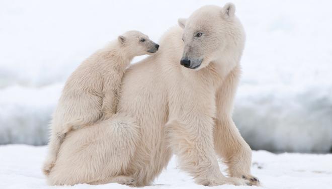 I Paesi che ospitano l'orso bianco