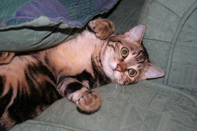 Utiliser un r&eacute;pulsif naturel