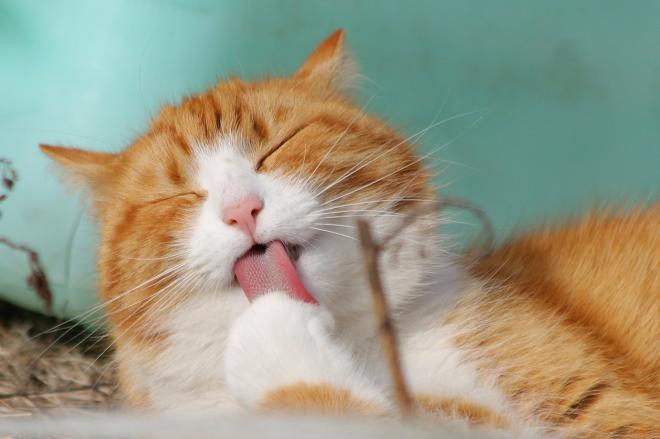 Il gatto si lecca spesso il pelo