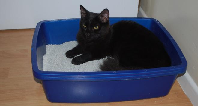 Il gatto pu&ograve; soffrire d'ansia