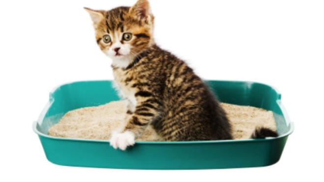 La lettiera non &egrave; pulita