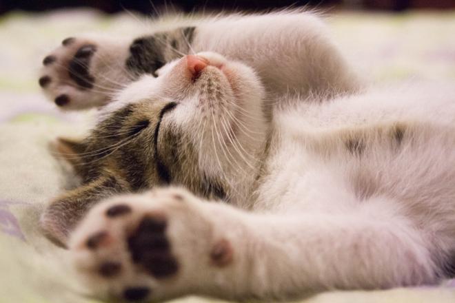 Le fusa non sono sempre sinonimo di 'carezze'