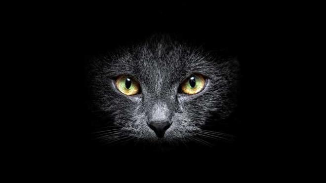 I gatti non vedono al buio