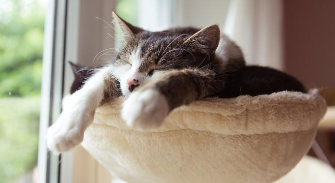 Il gatto domestico non &egrave; completamente sicuro dalle malattie