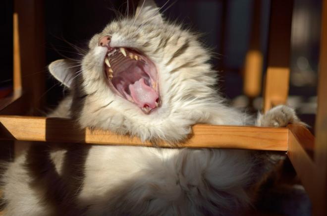 Il 'radar' dei gatti &egrave; la bocca