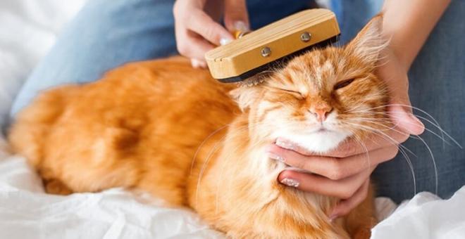 I gatti non sono 'poco impegnativi'