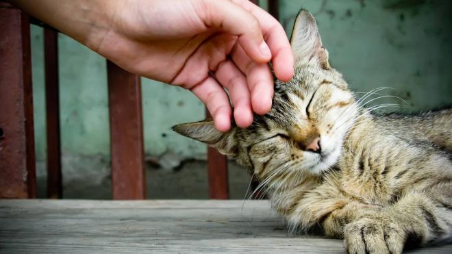 I gatti non amano la solitudine