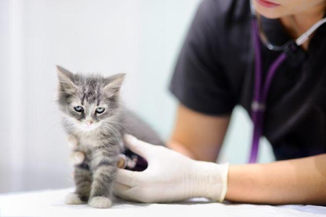 Portalo dal veterinario almeno due volte all'anno
